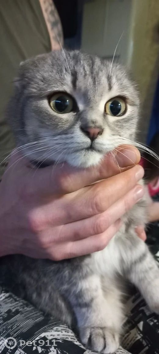 Найдена кошка в Тюмени — фото объявления