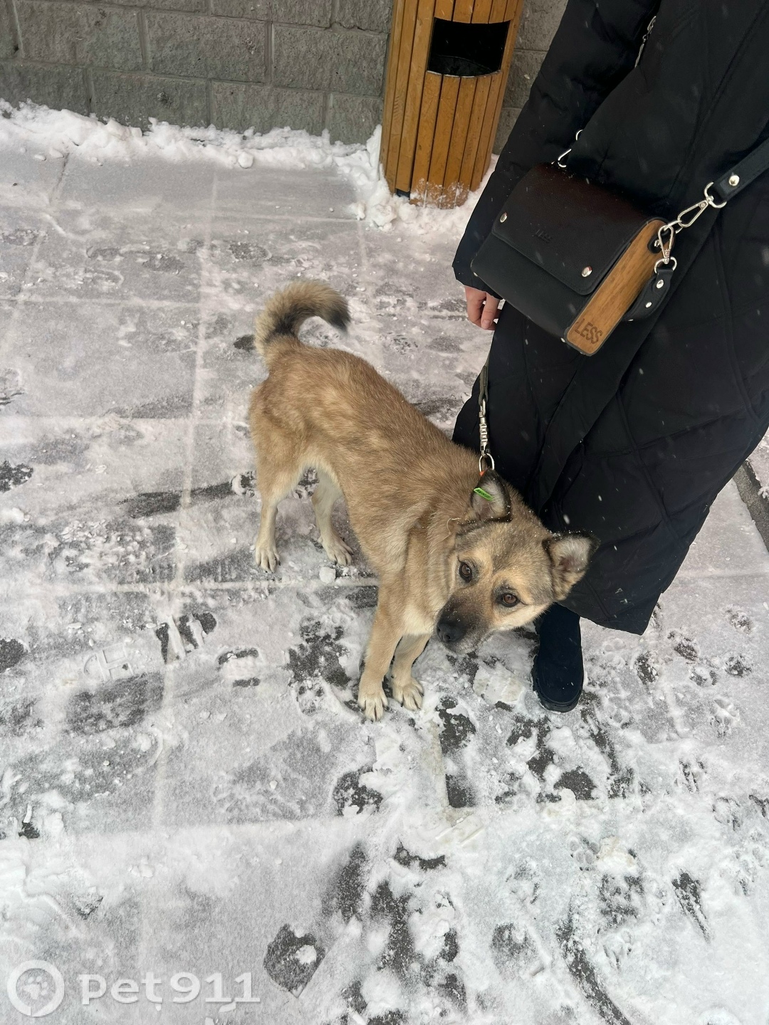 Найдена собака в Тюмени — фото объявления