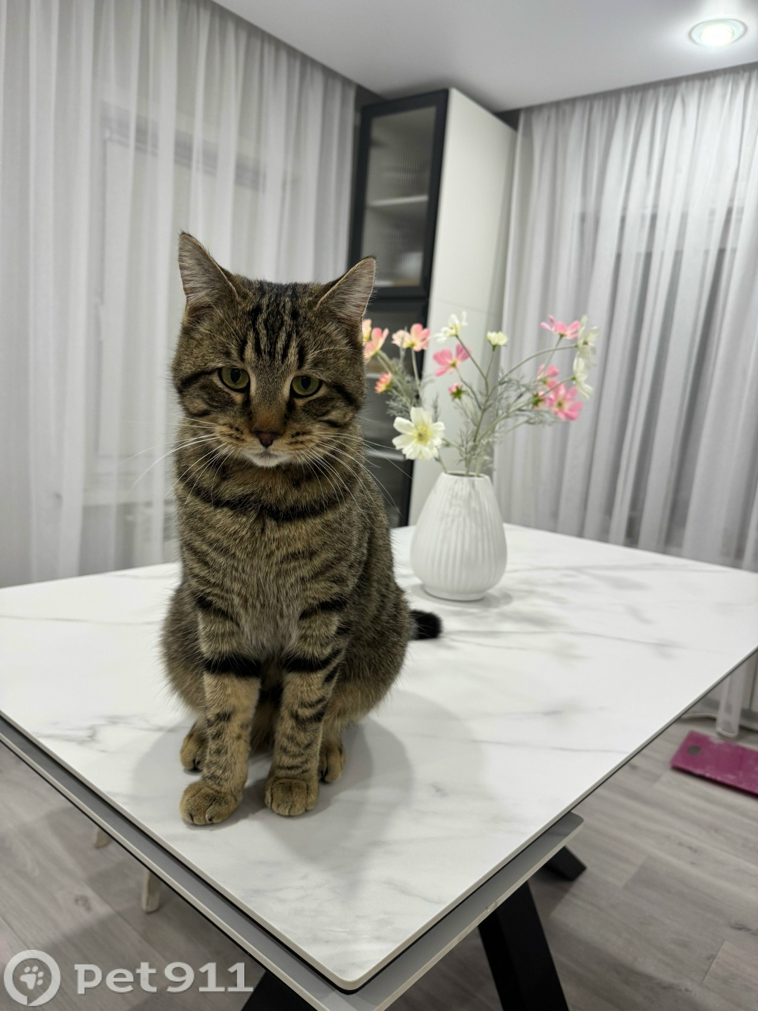 Пропала кошка в Тюмени — фото объявления