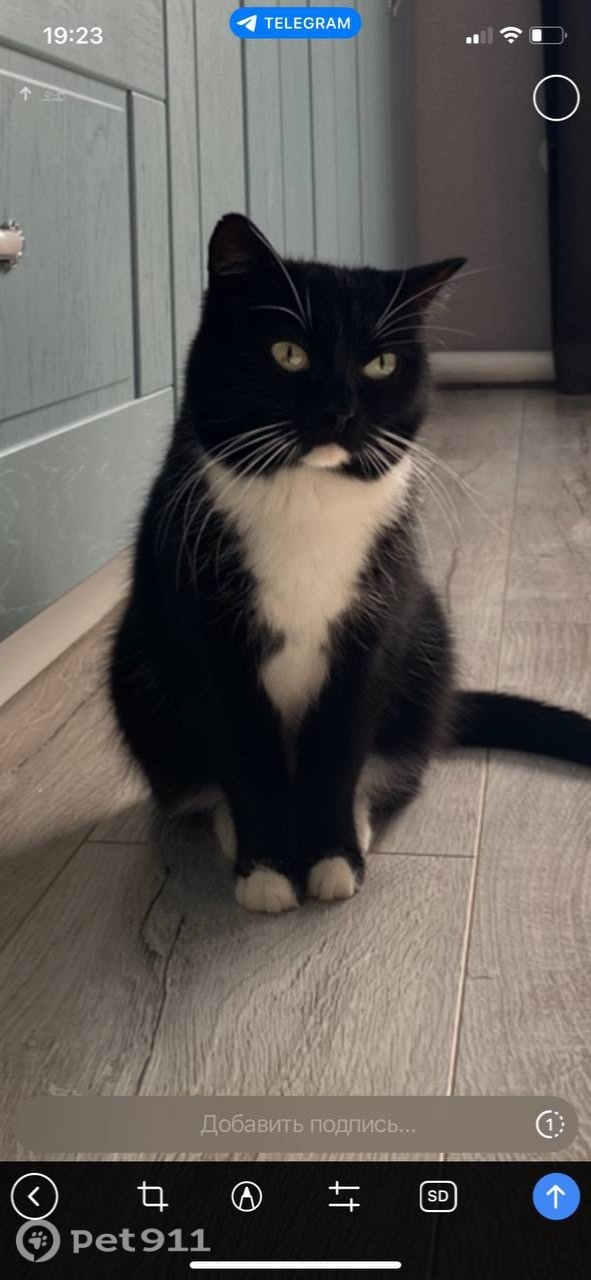 Пропала кошка в Тюмени — фото объявления