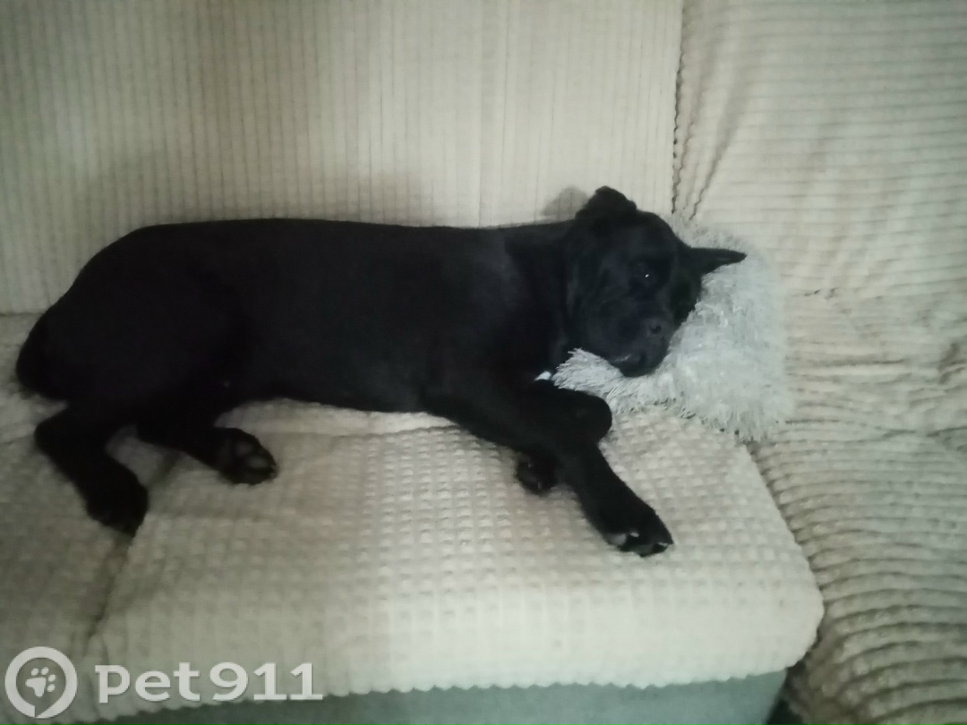 Пропала собака в Тюмени — фото объявления