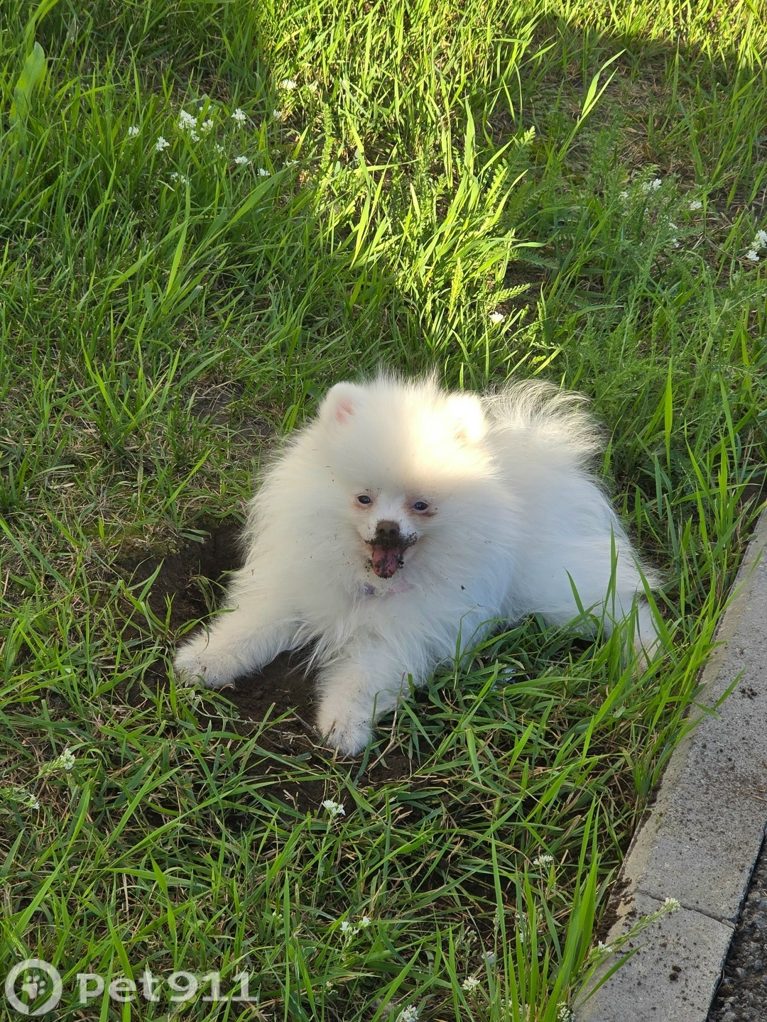 Пропала собака в Тюмени — фото объявления