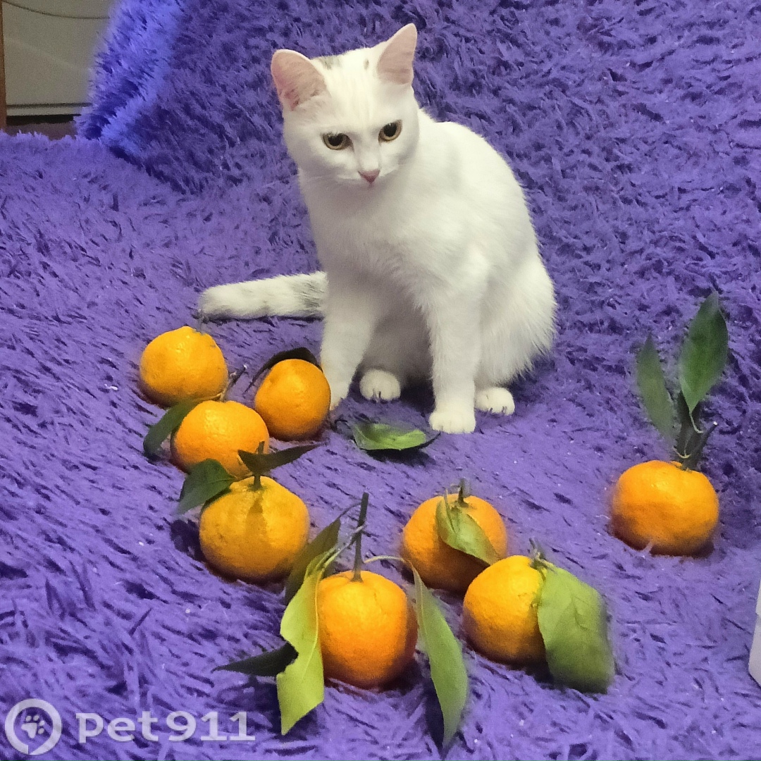 Пропала кошка в Тюмени — фото объявления