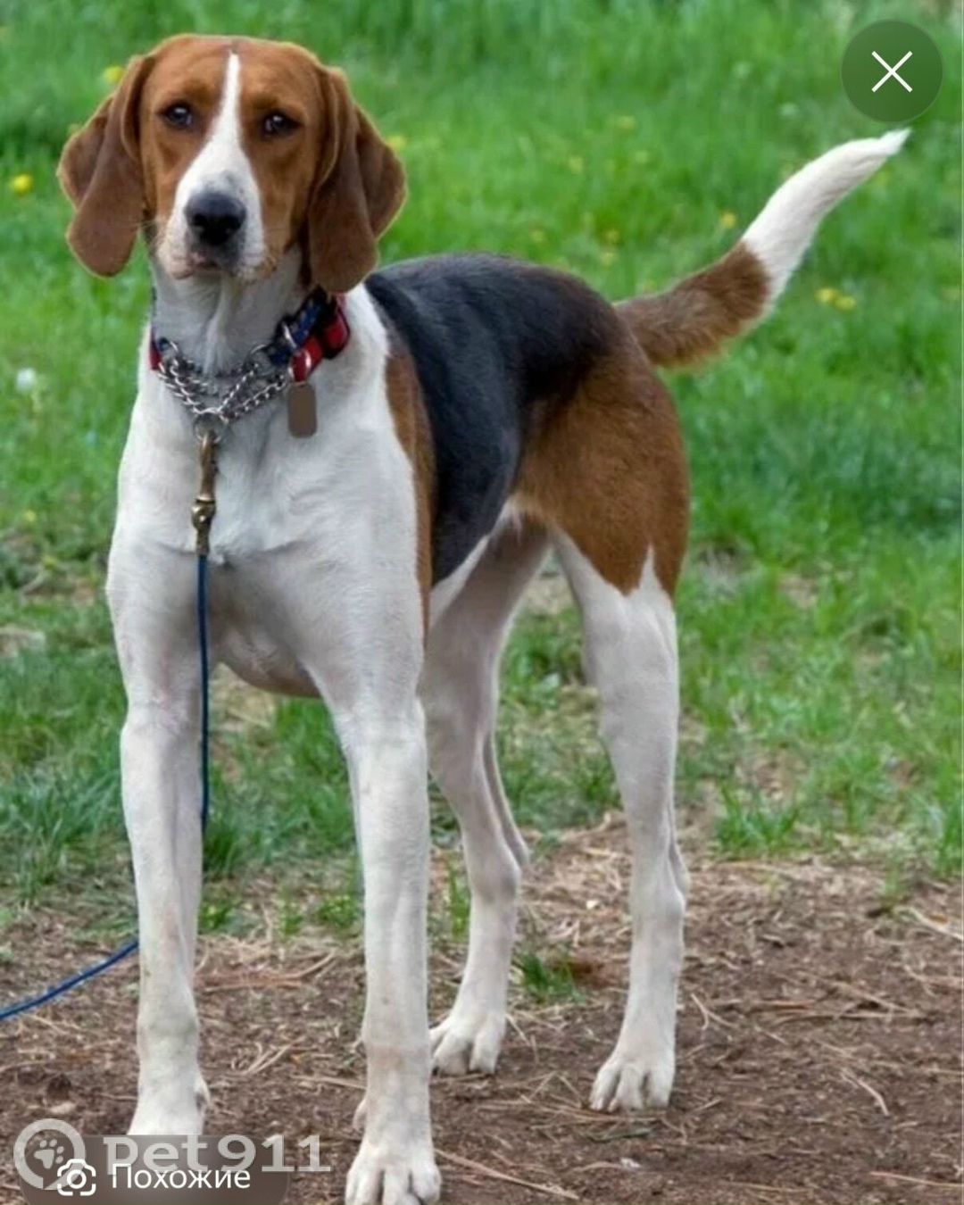 Найдена собака в Тюмени — фото объявления