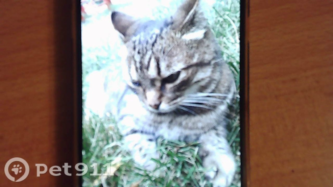 Пропала кошка в Тюмени — фото объявления