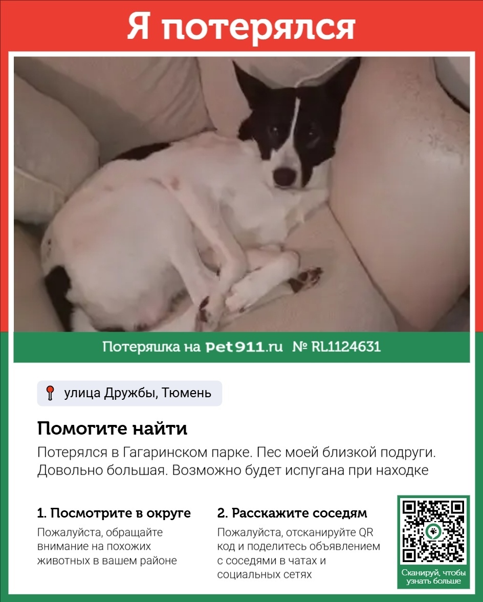 Пропала собака в Тюмени — фото объявления