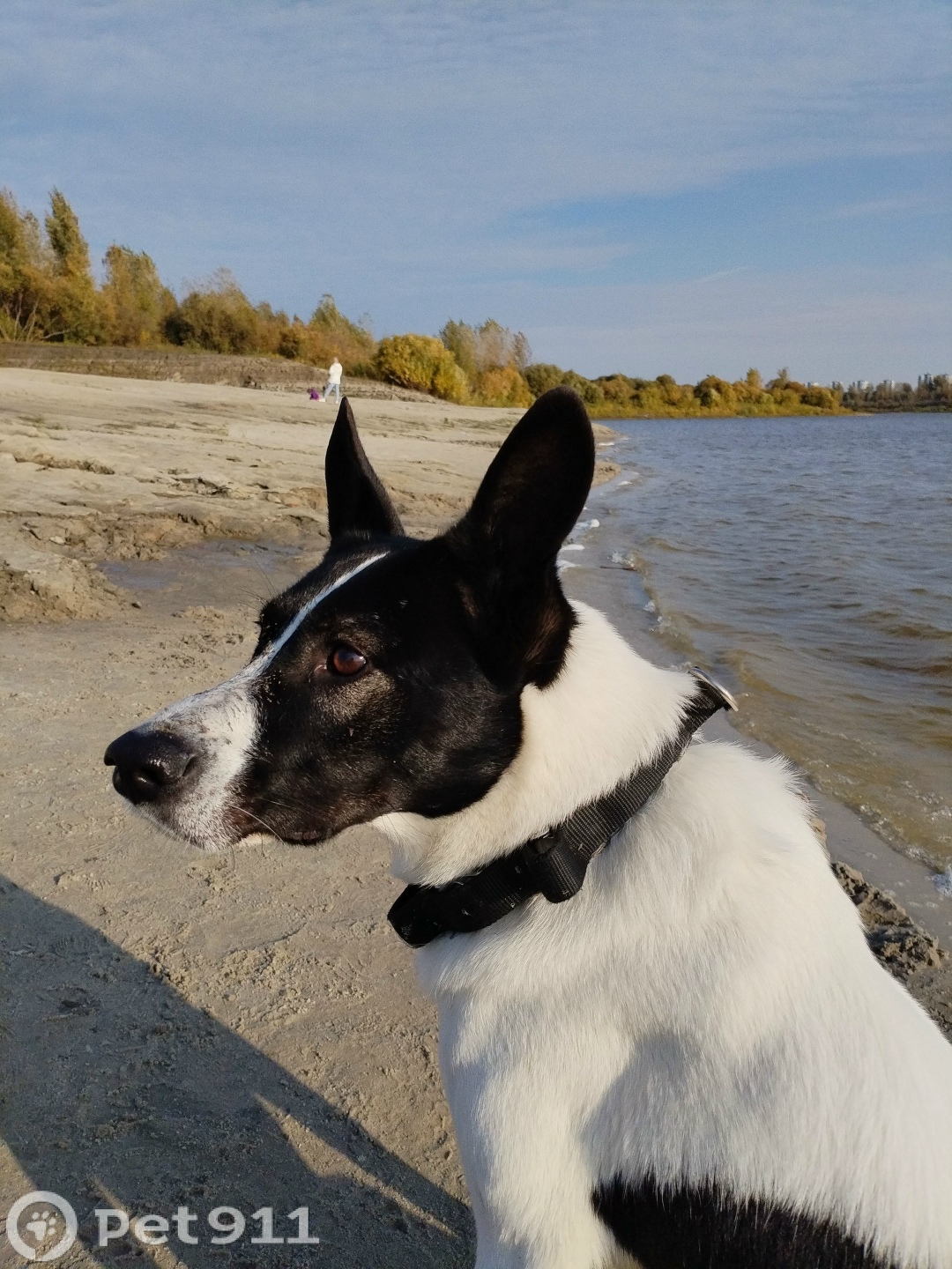 Пропала собака в Тюмени — фото объявления