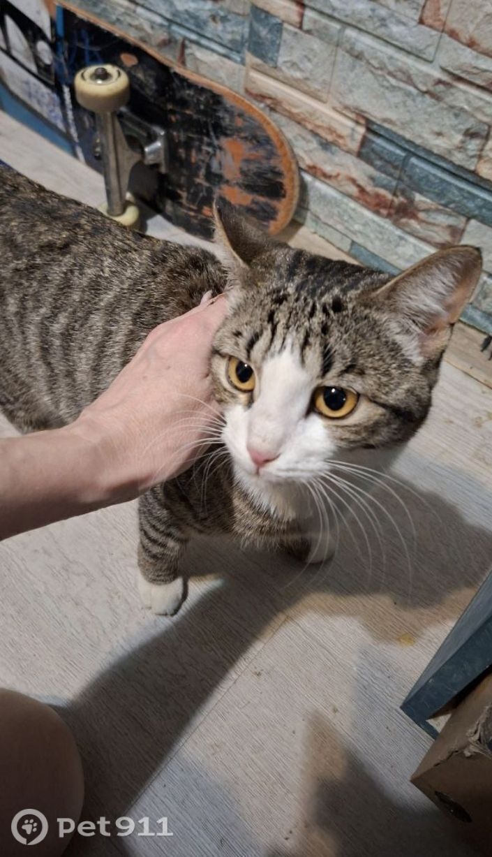 Найдена кошка в Тюмени — фото объявления