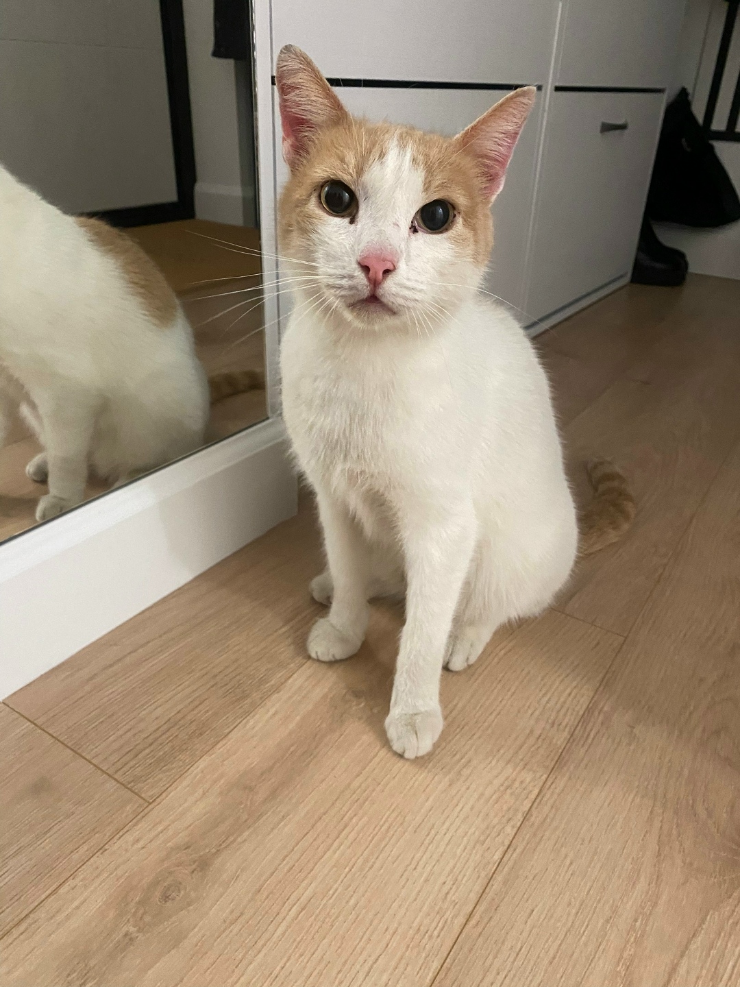 Найдена кошка в Тюмени — фото объявления