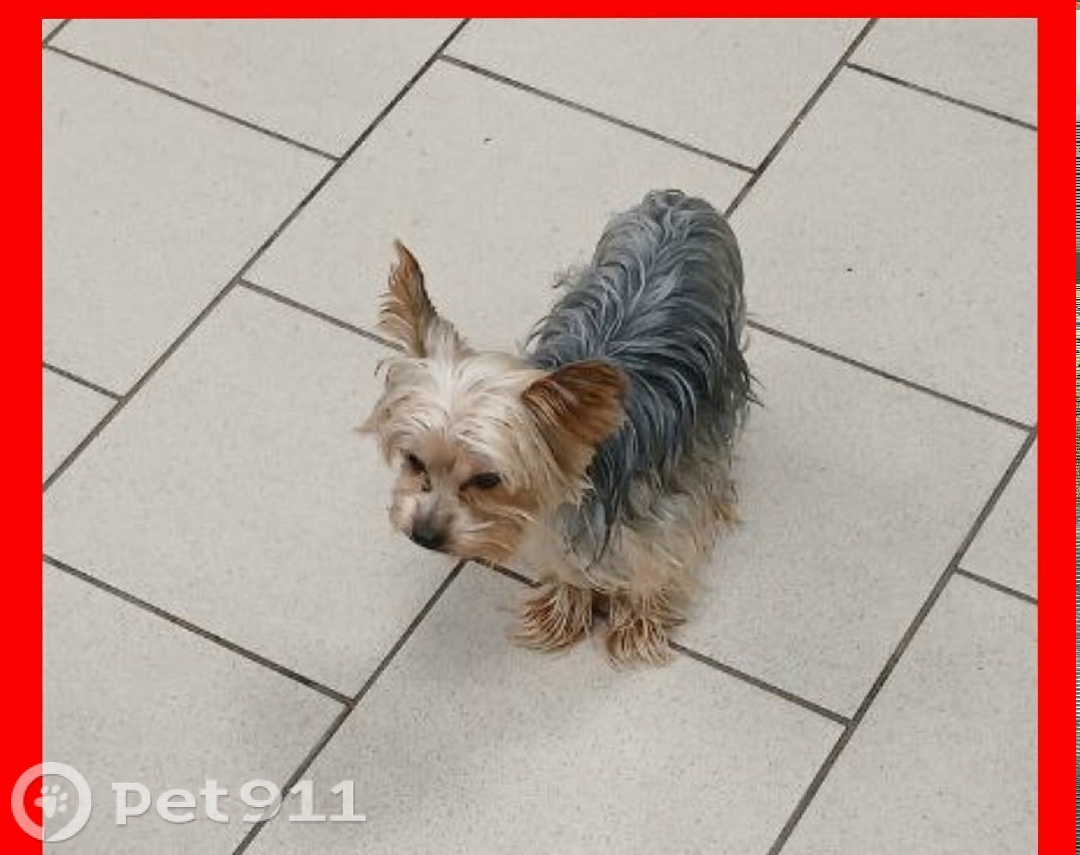 Пропала собака в Тюмени — фото объявления