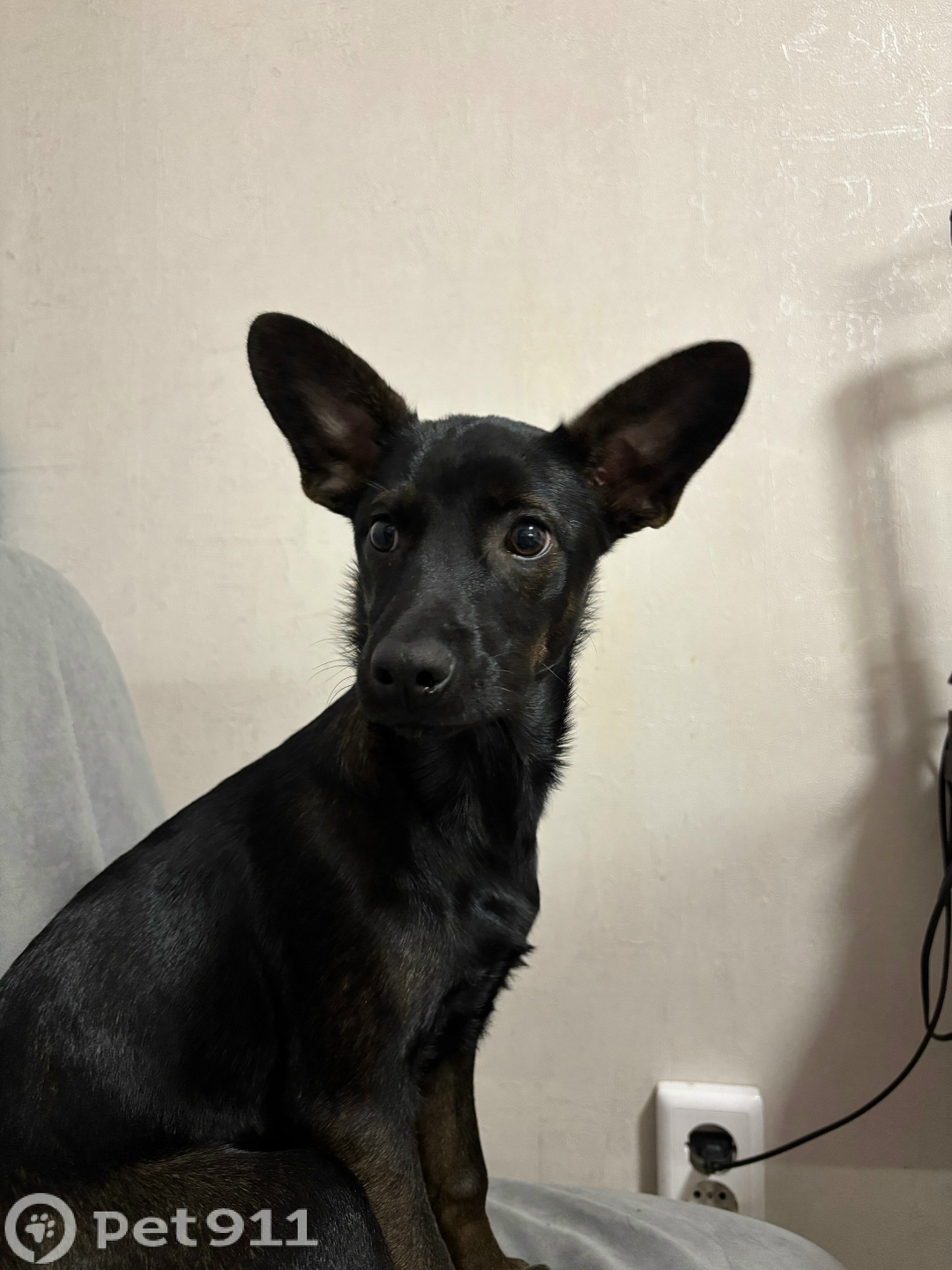 Найдена собака в Тюмени — фото объявления