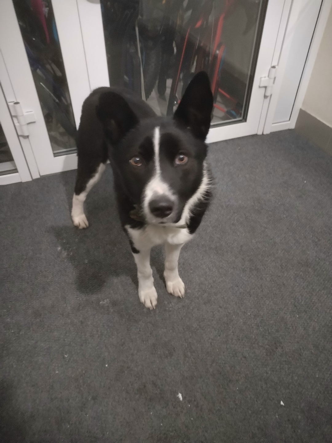 Найдена собака в Тюмени — фото объявления