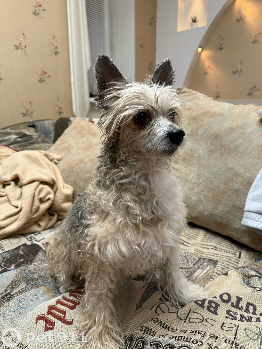 Найдена собака в Тюмени — фото объявления