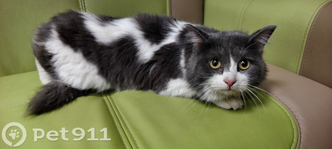 Найдена кошка в Тюмени — фото объявления