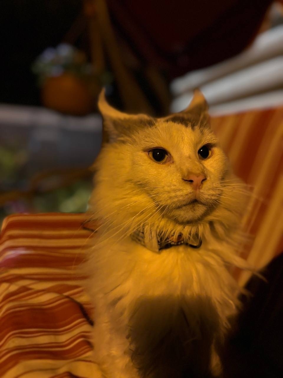 Пропала кошка в Тюмени — фото объявления