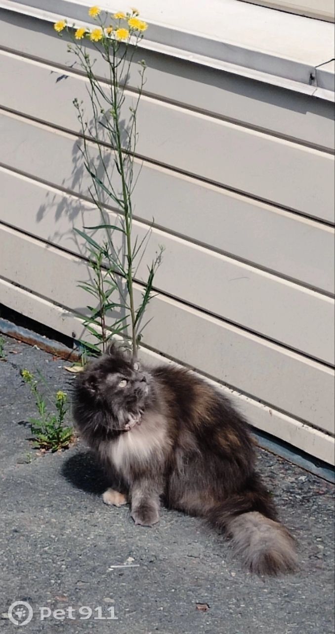 Пропала кошка в Тюмени — фото объявления