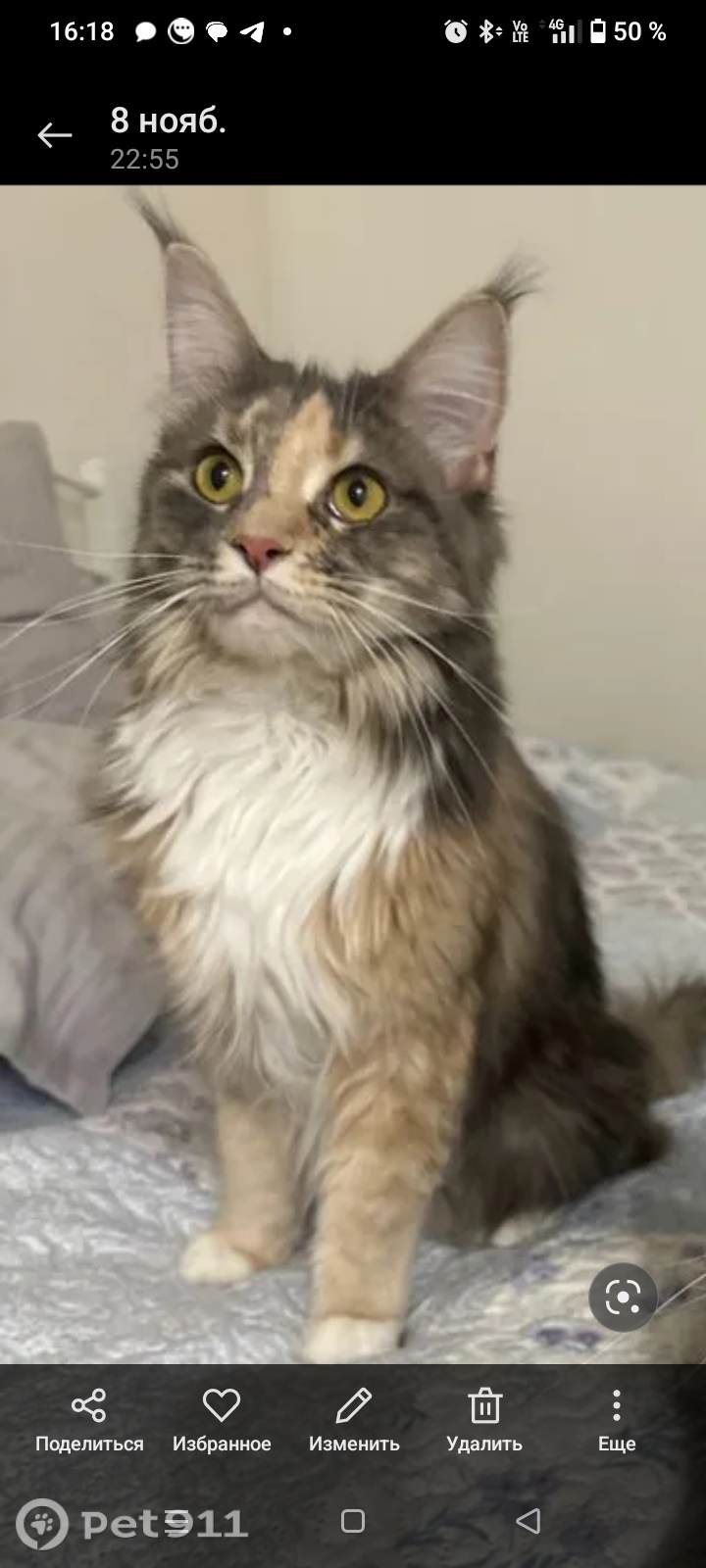 Пропала кошка в Тюмени — фото объявления