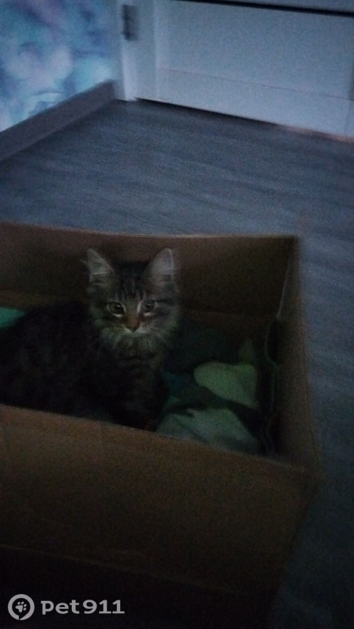 Пропала кошка в Тюмени — фото объявления