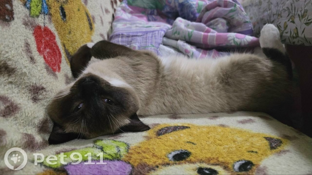 Пропала кошка в Тюмени — фото объявления