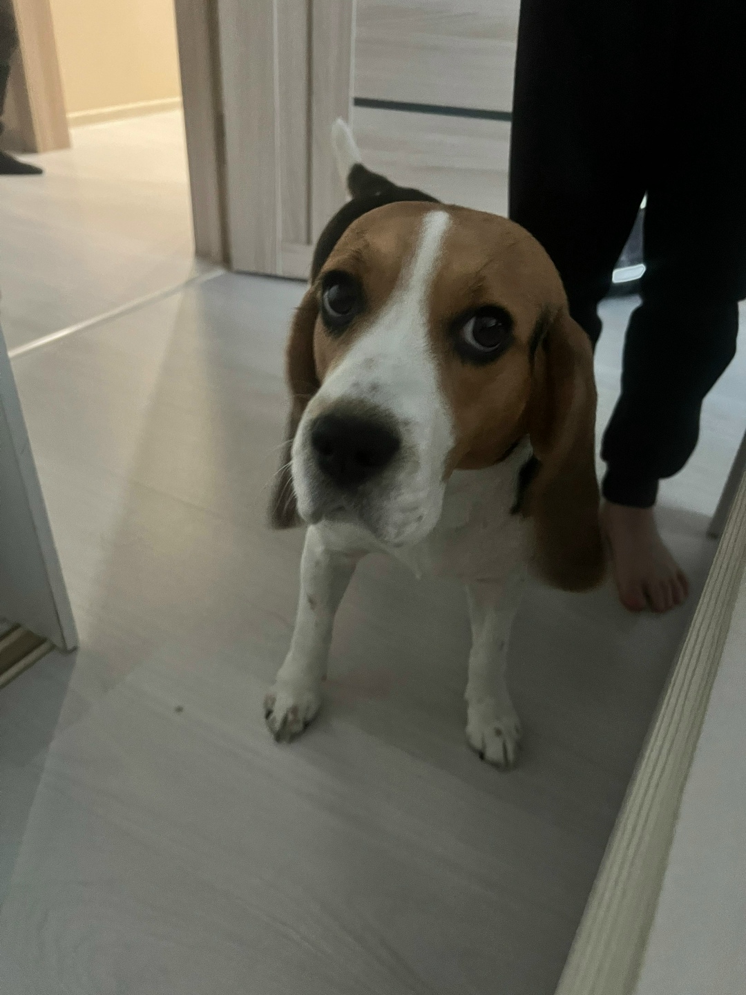 Найдена собака в Тюмени — фото объявления