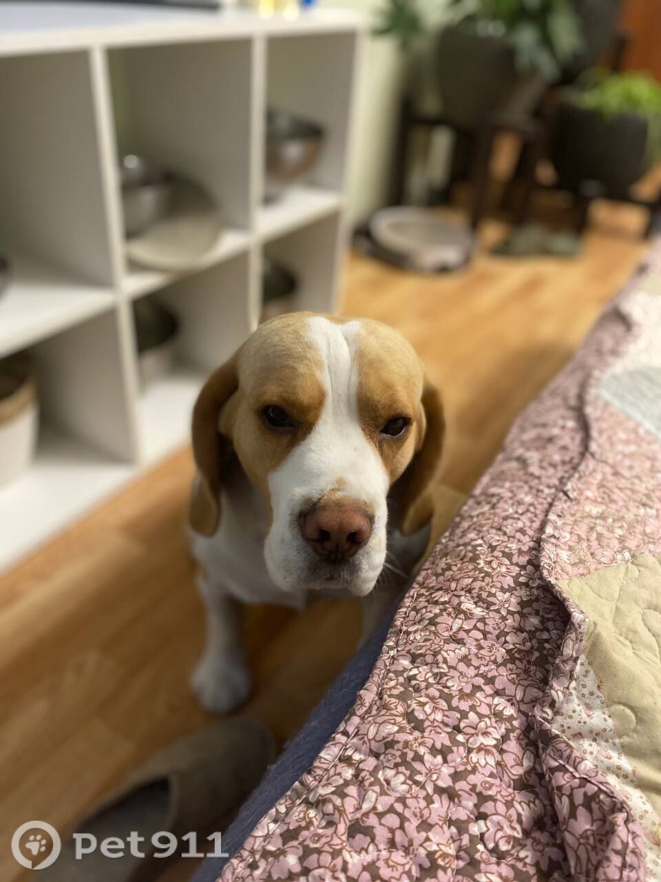 Пропала собака в Тюмени — фото объявления