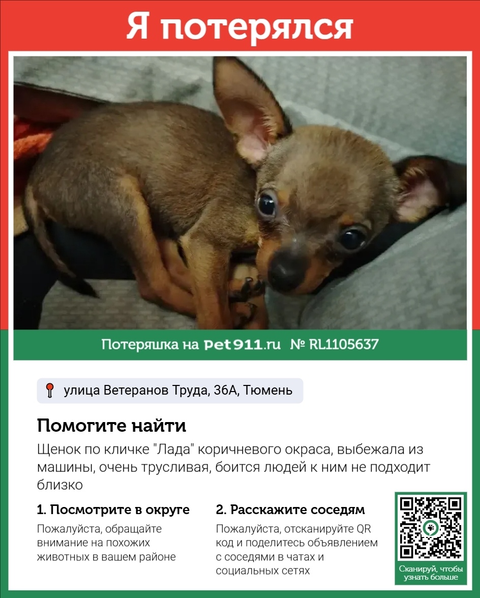 Пропала собака в Тюмени — фото объявления