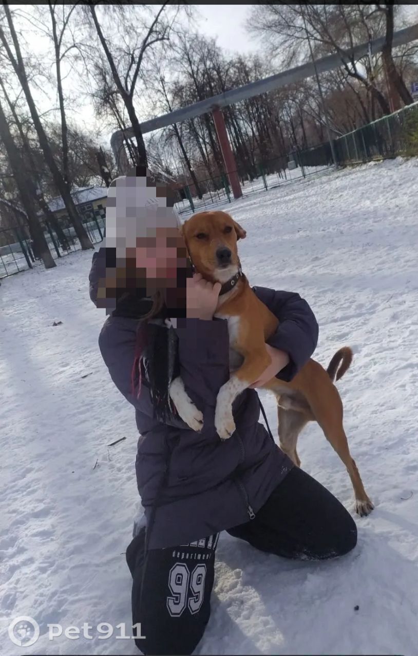 Пропала собака в Тюмени — фото объявления