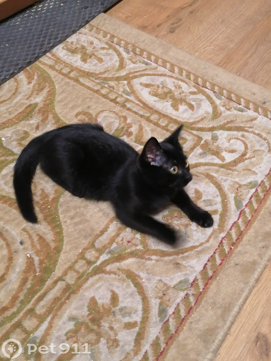 Пропала кошка в Тюмени — фото объявления