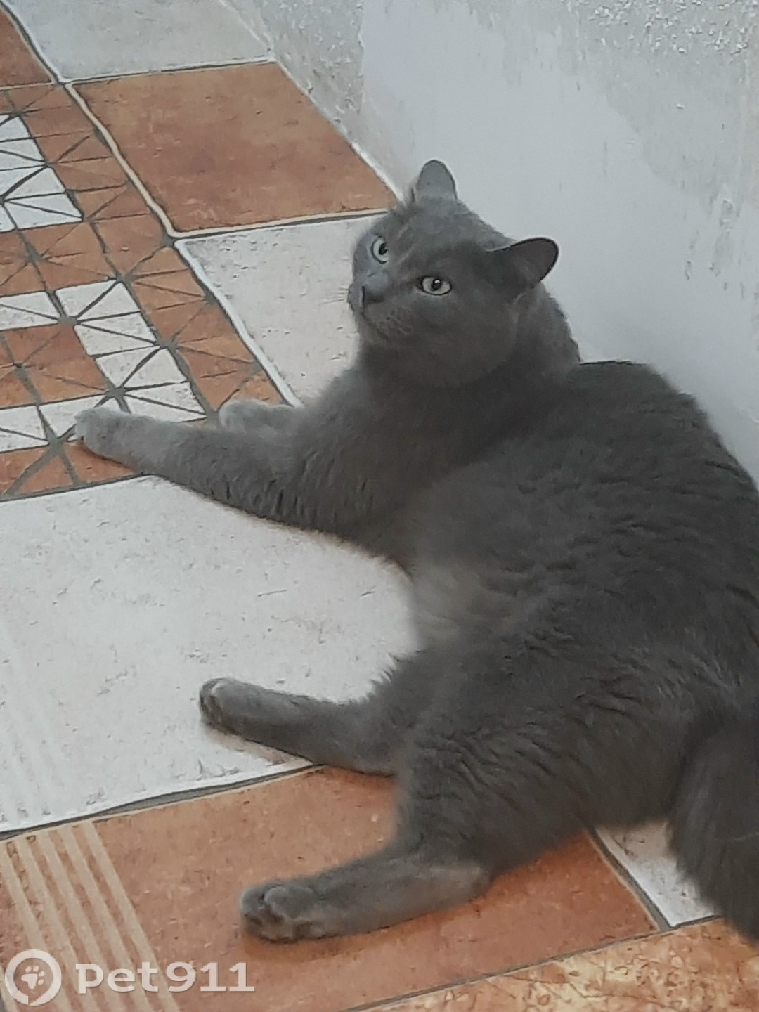 Найдена кошка в Тюмени — фото объявления