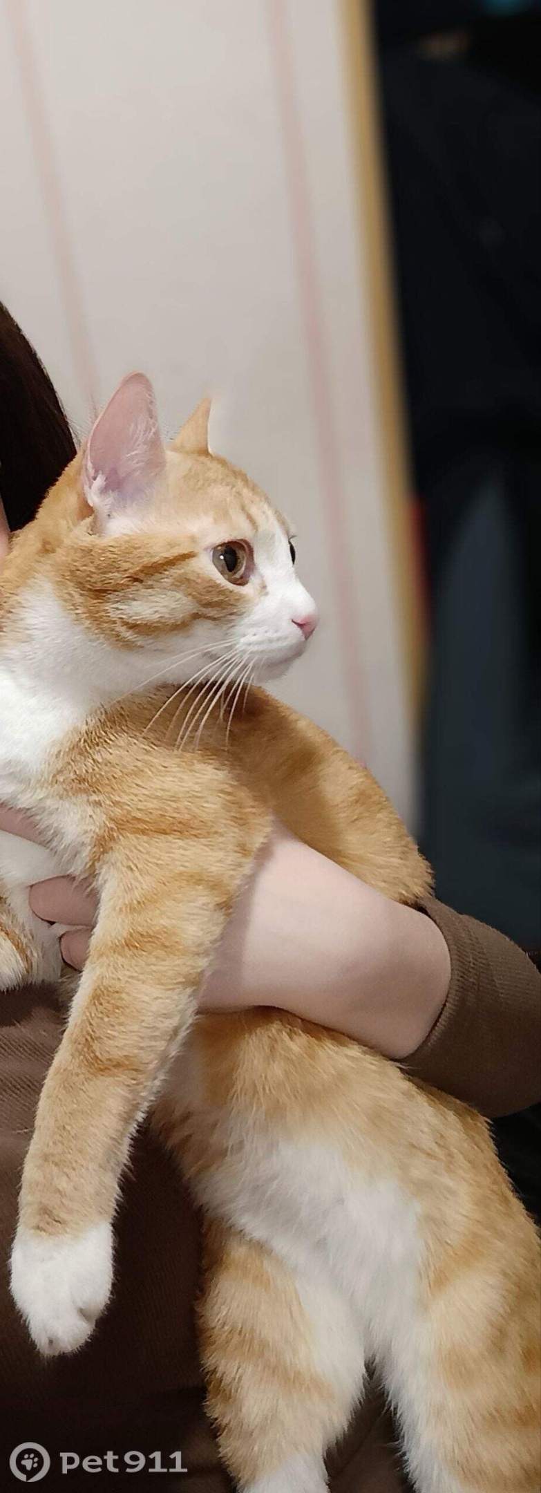 Пропала кошка в Тюмени — фото объявления