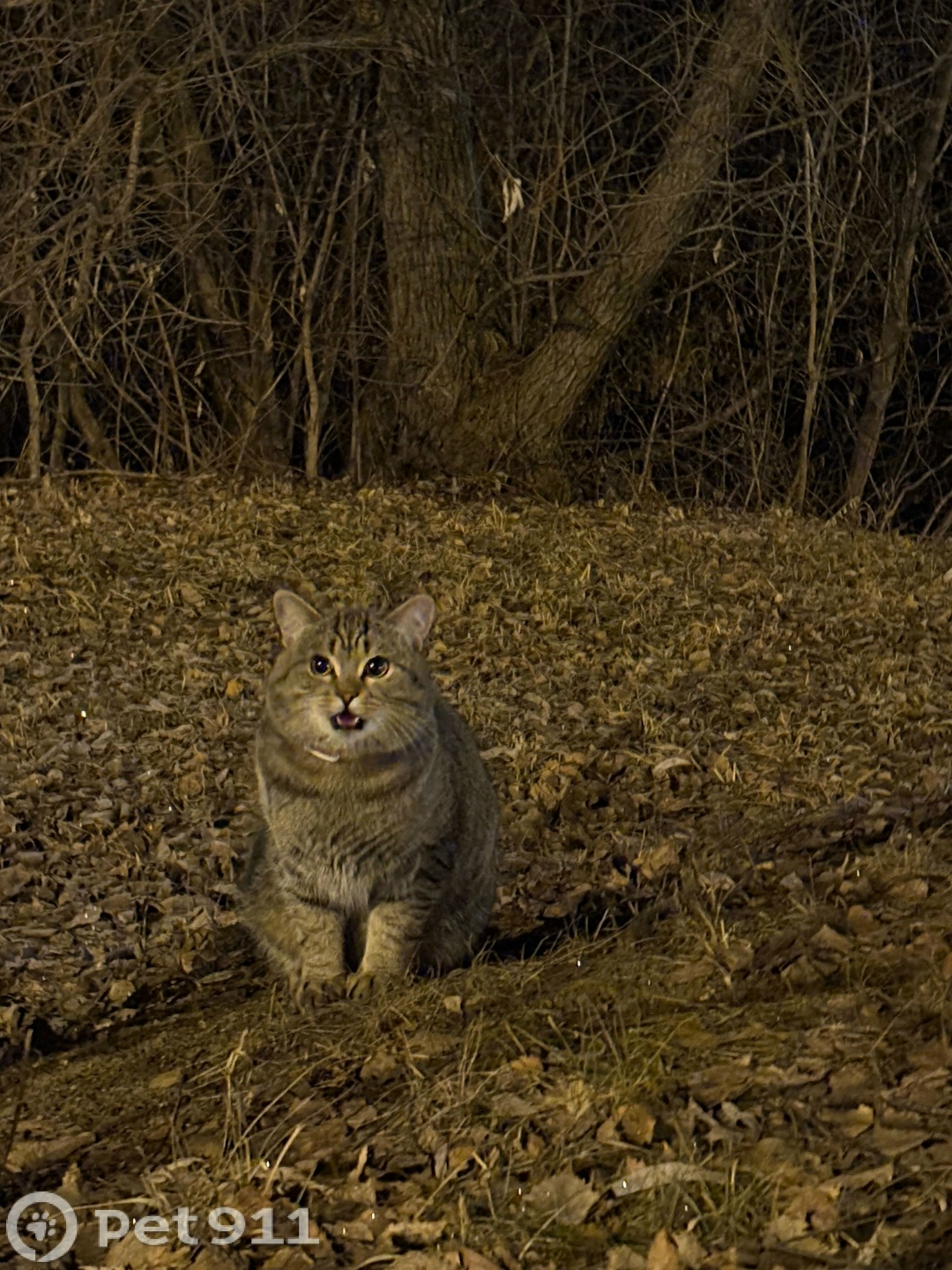Найдена кошка в Тюмени — фото объявления