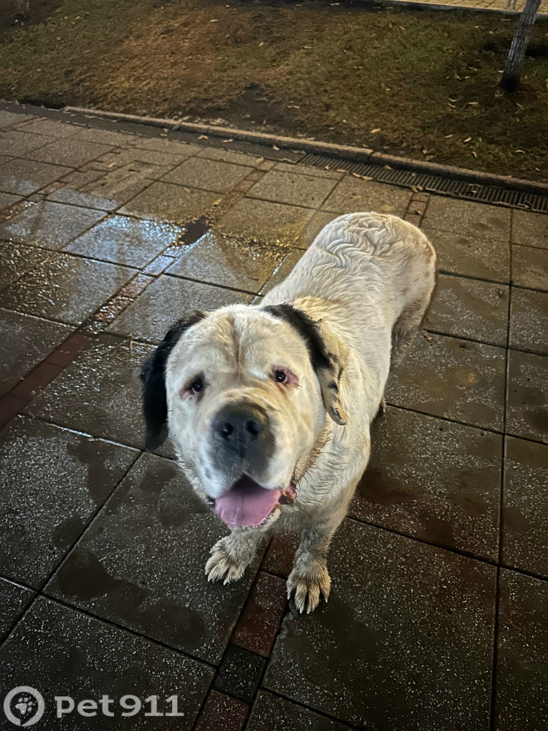 Найдена собака в Тюмени — фото объявления