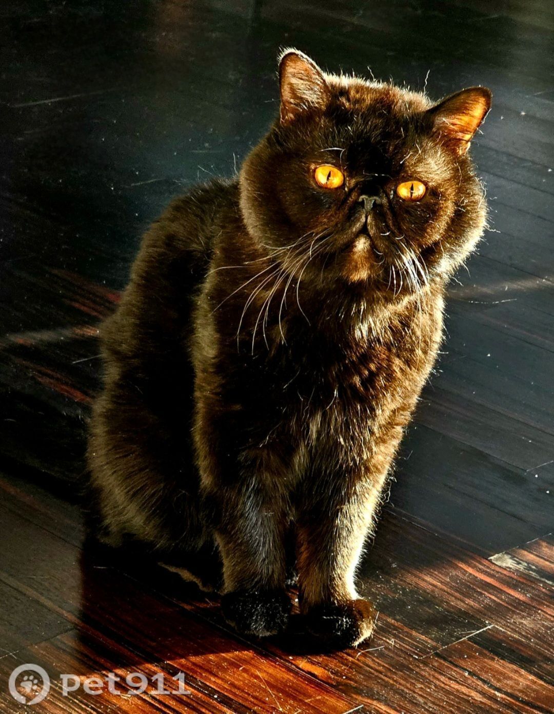 Пропала кошка в Тюмени — фото объявления