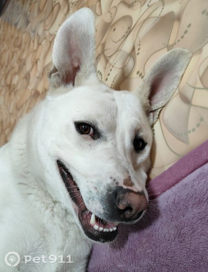 Найдена собака в Тюмени — фото объявления