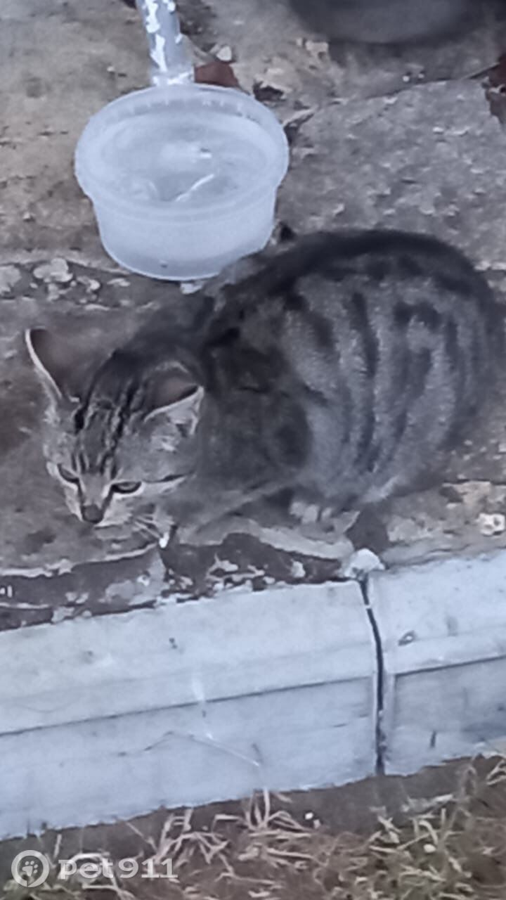 Найдена кошка в Тюмени — фото объявления