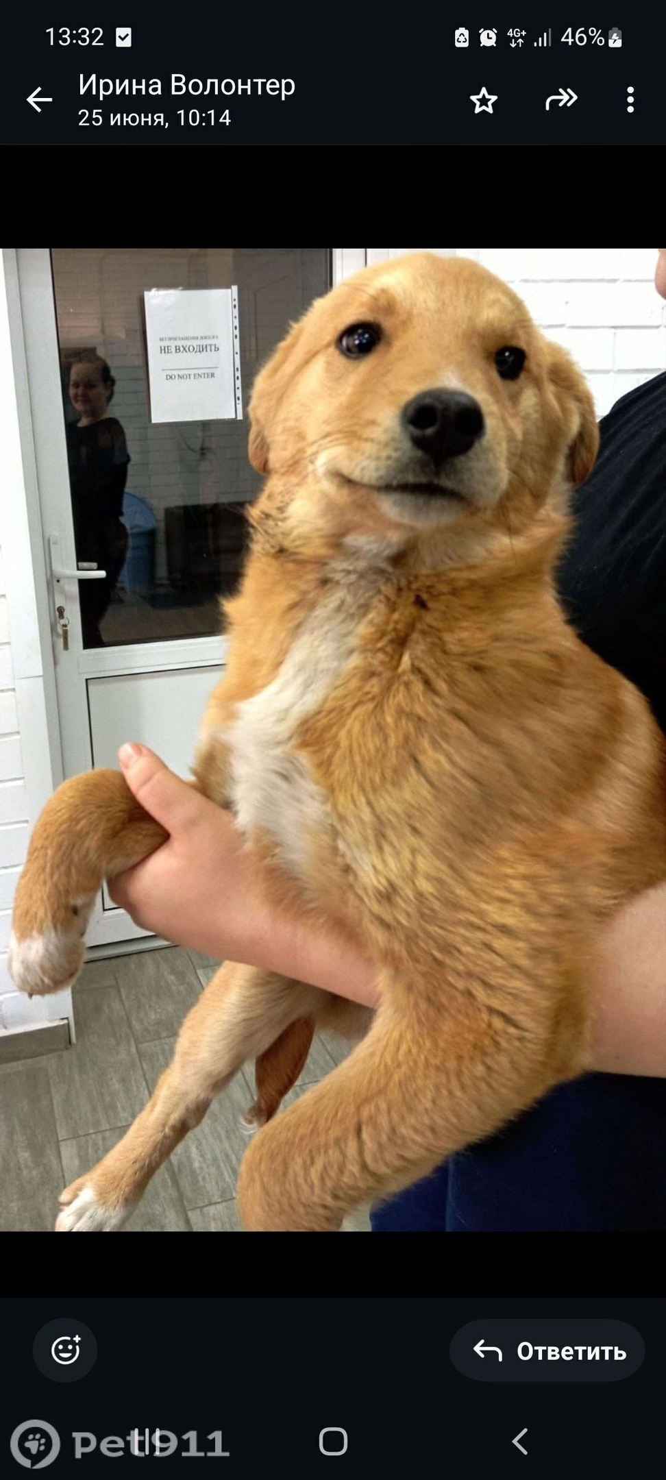 Пропала собака в Тюмени — фото объявления