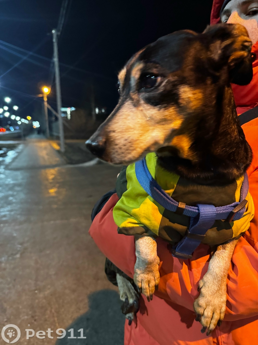 Найдена собака в Тюмени — фото объявления