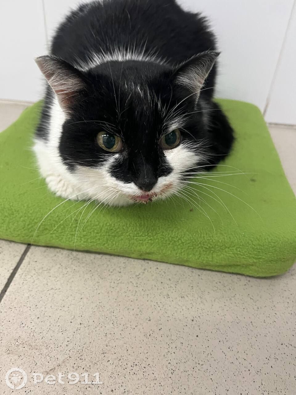 Найдена кошка в Тюмени — фото объявления