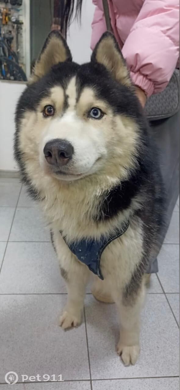 Пропала собака в Тюмени — фото объявления