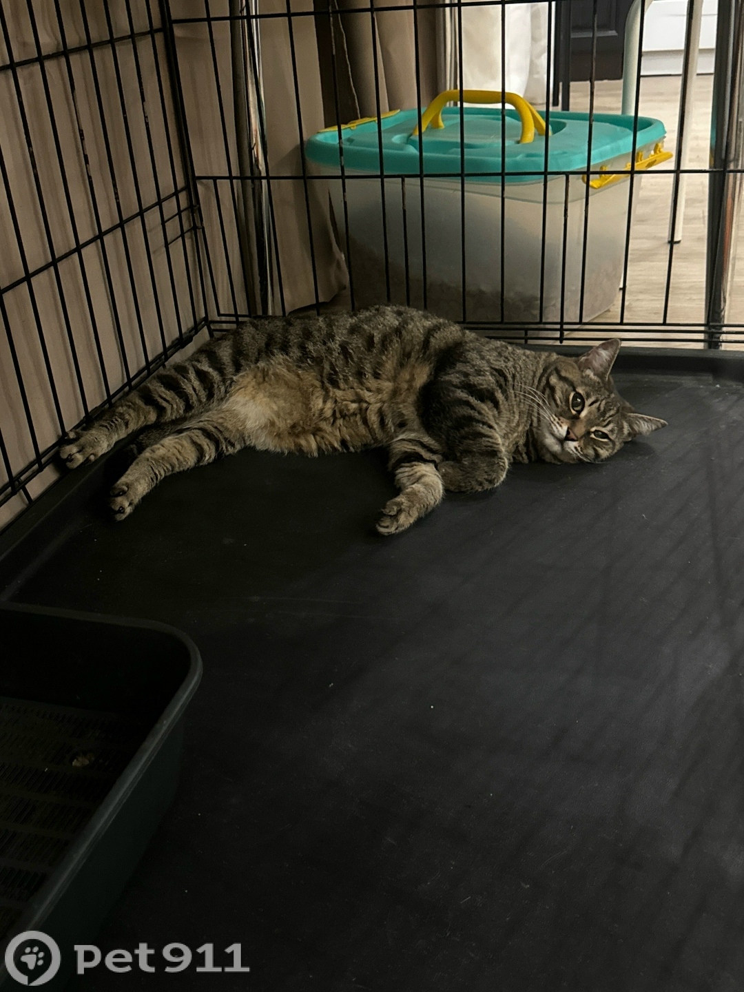 Найдена собака в Тюмени — фото объявления