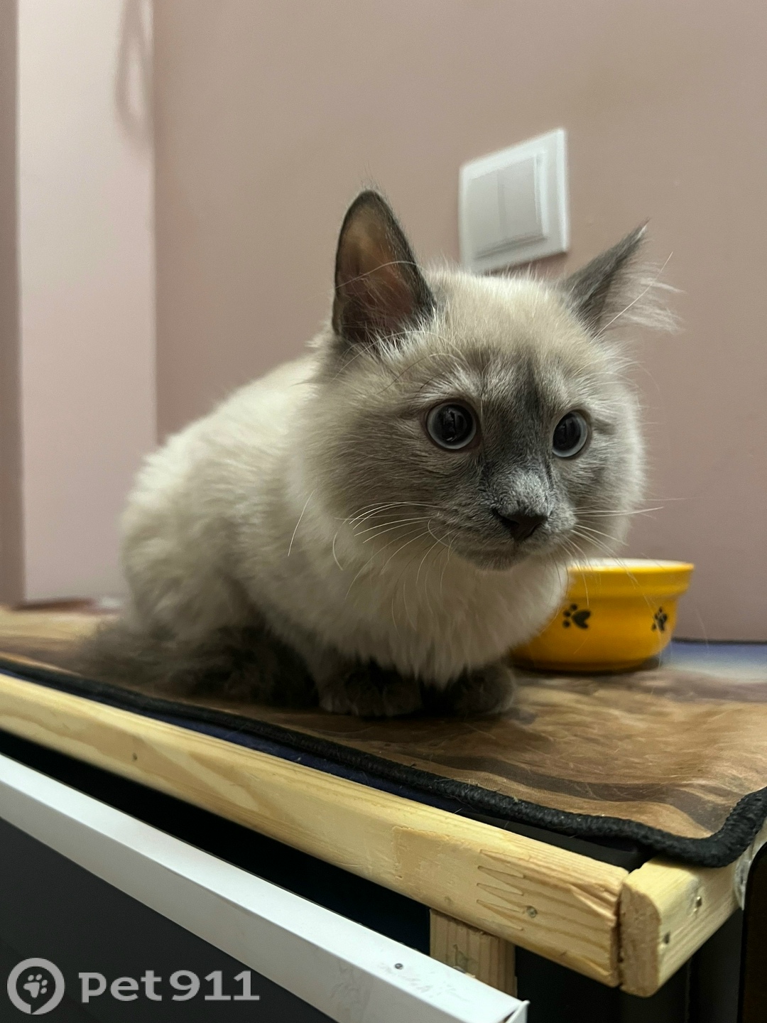 Найдена кошка в Тюмени — фото объявления