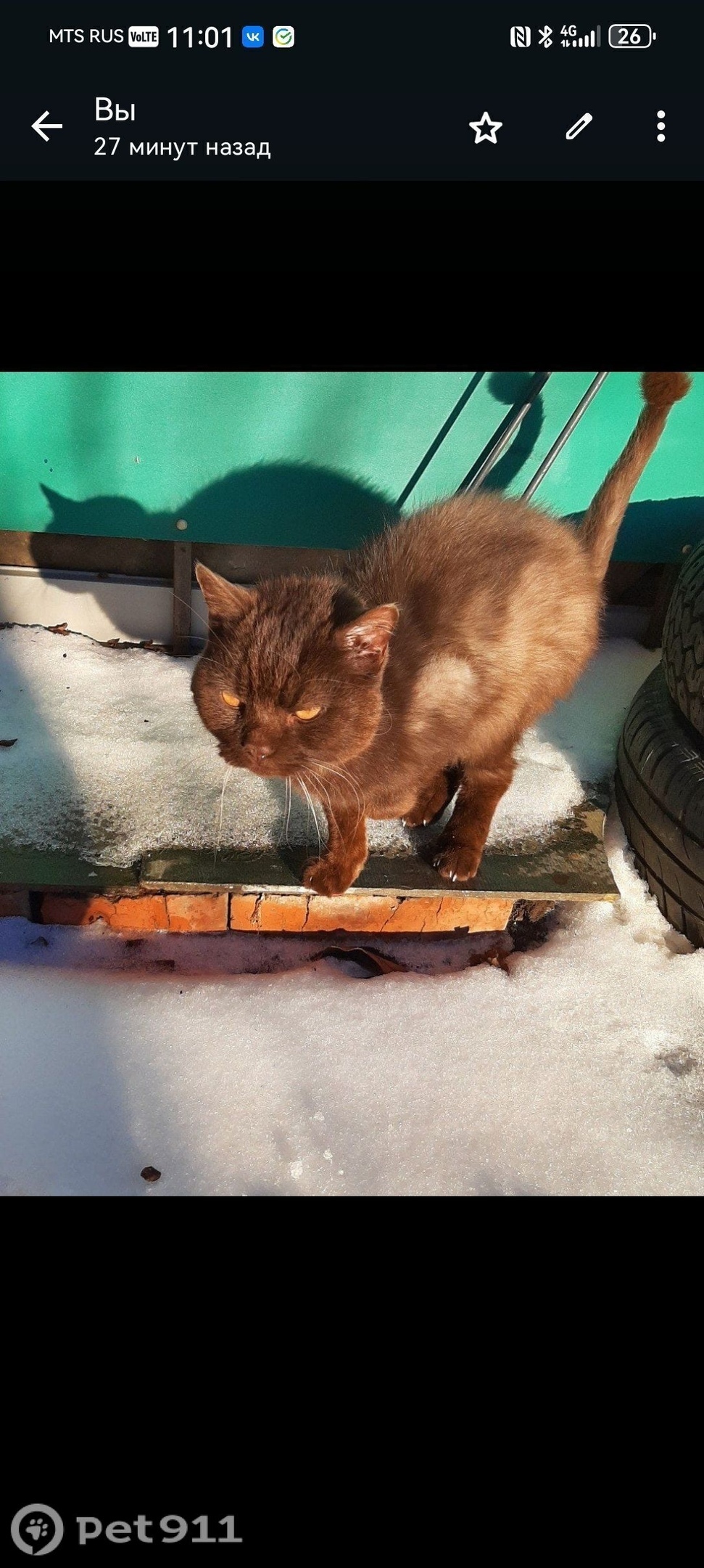 Найдена кошка в Тюмени — фото объявления