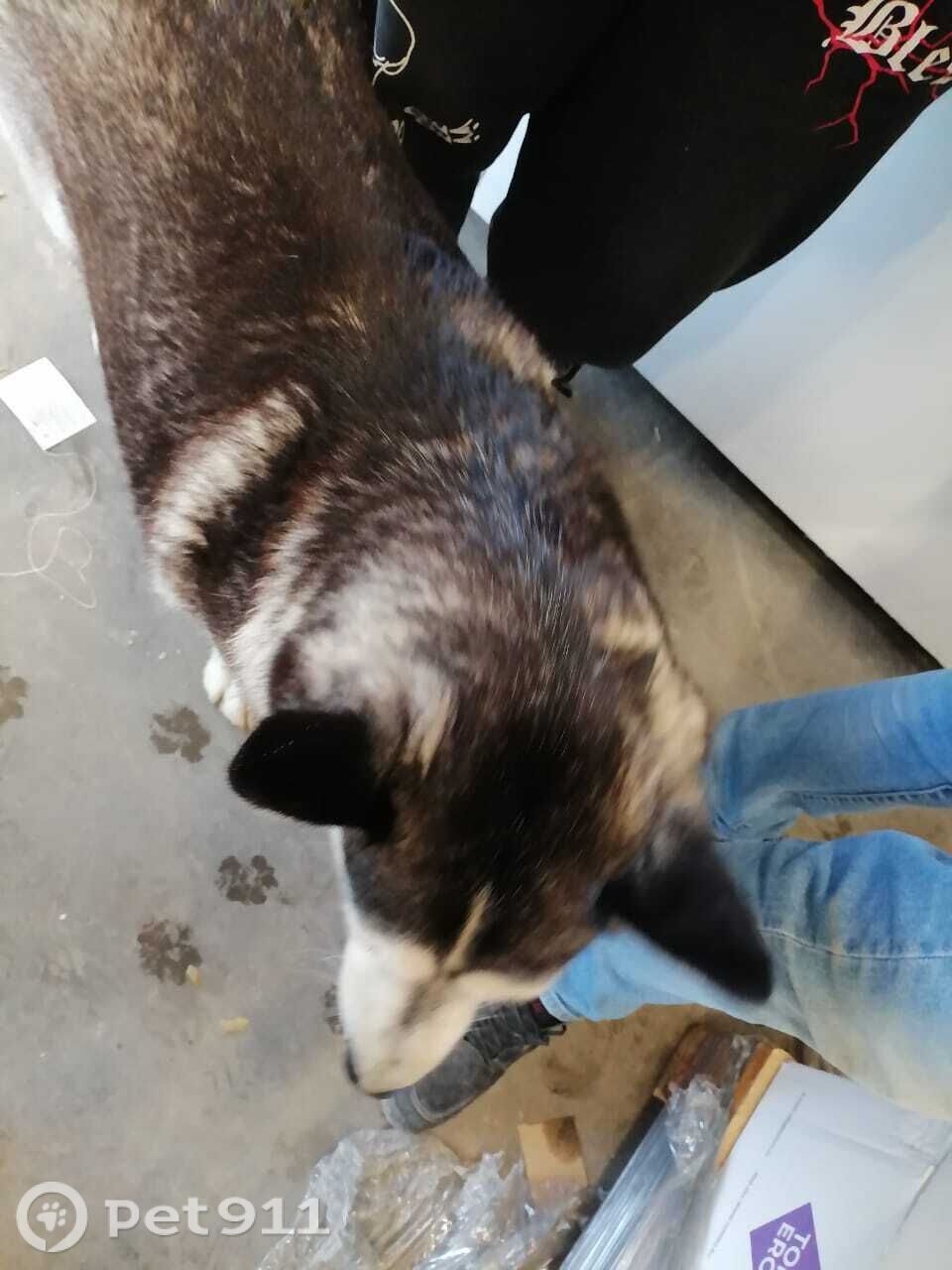 Найдена собака в Тюмени — фото объявления