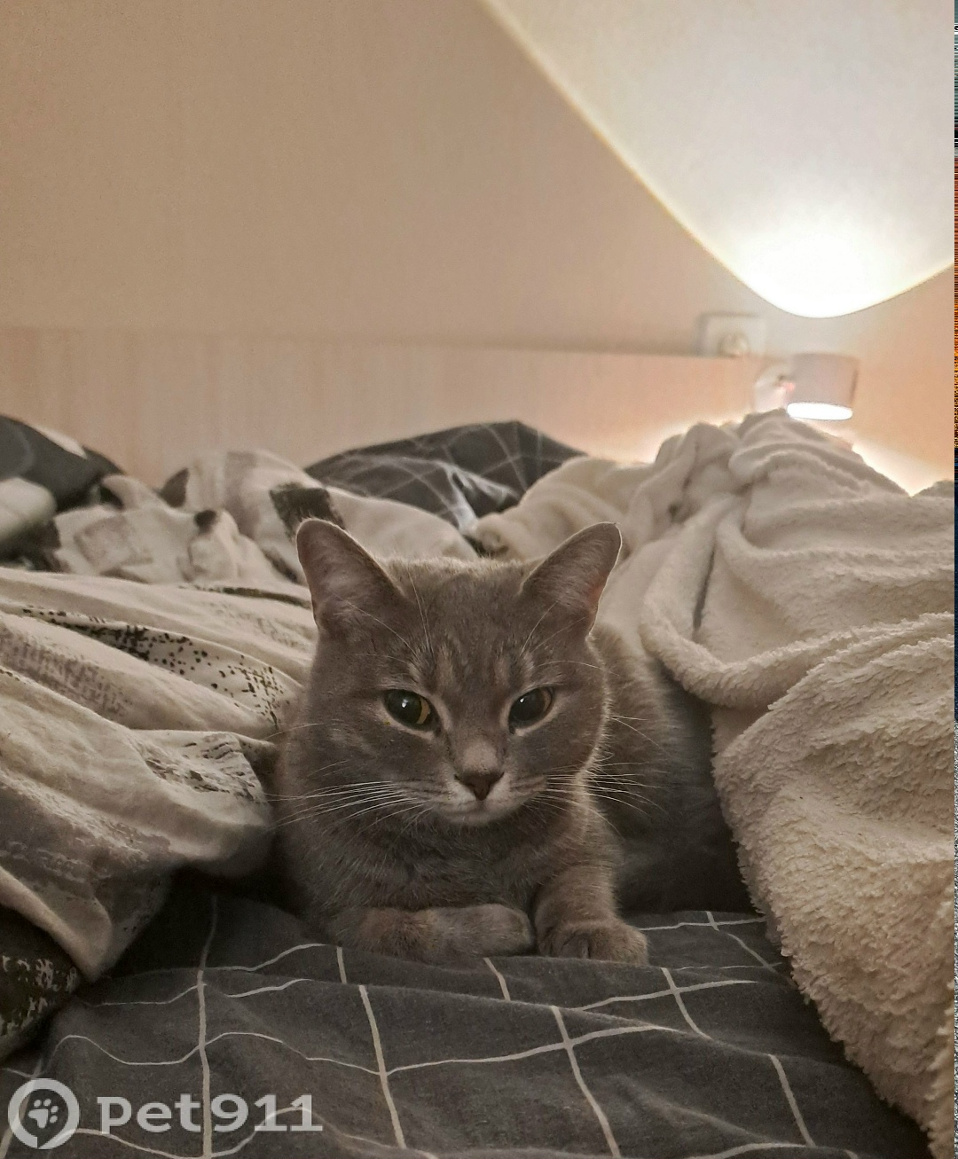 Найдена кошка в Тюмени — фото объявления