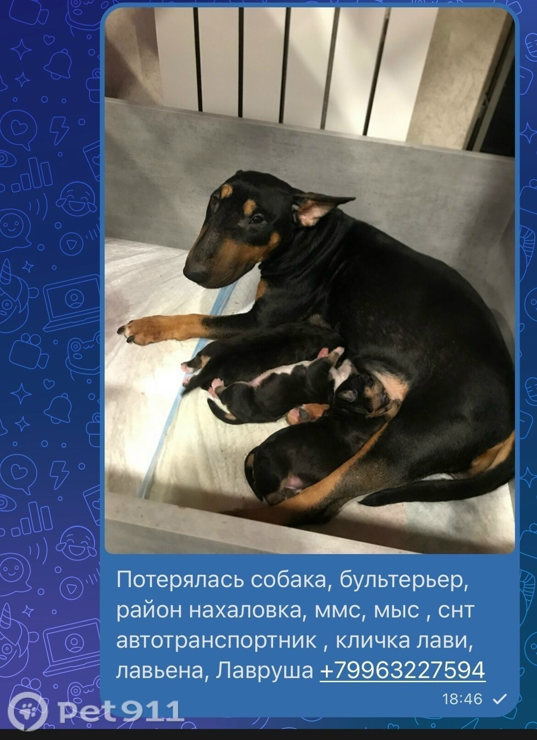 Пропала собака в Тюмени — фото объявления