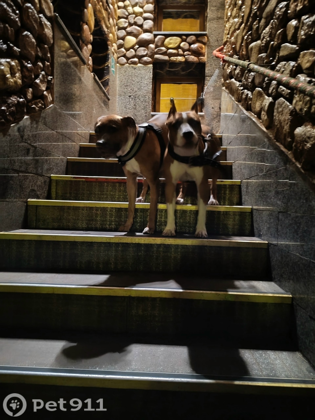 Найдена собака в Тюмени — фото объявления