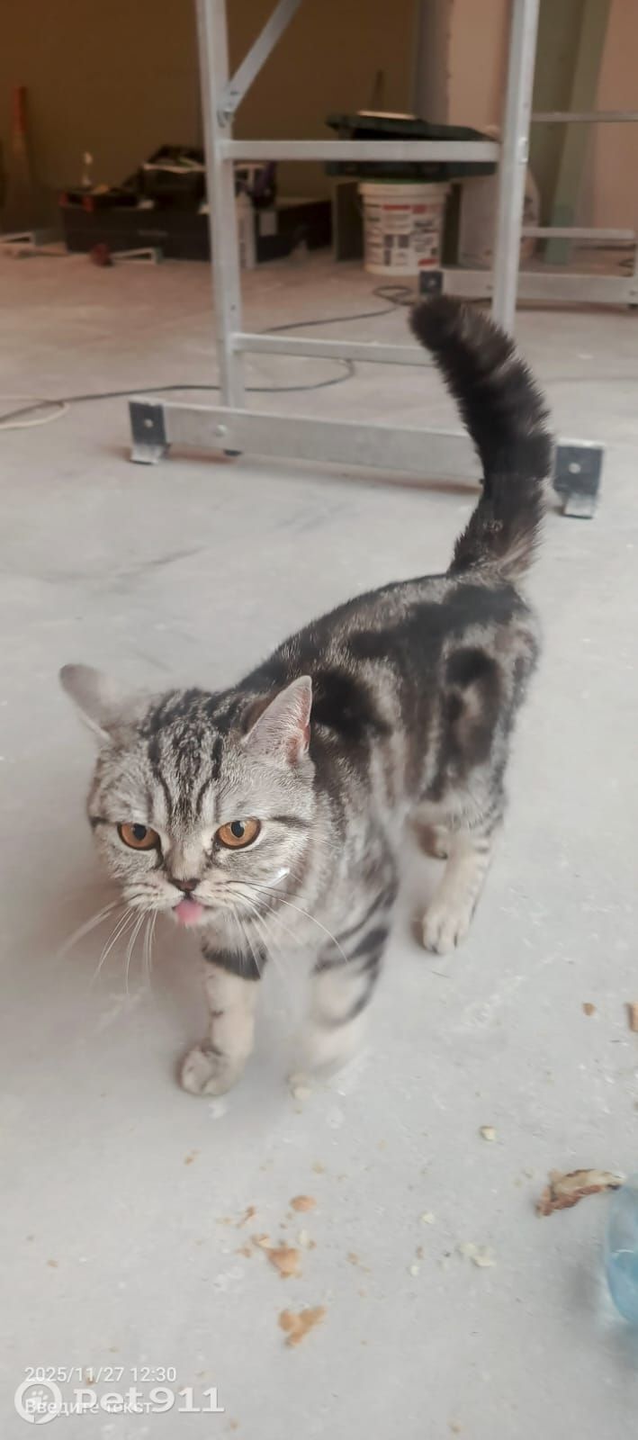 Найдена собака в Тюмени — фото объявления