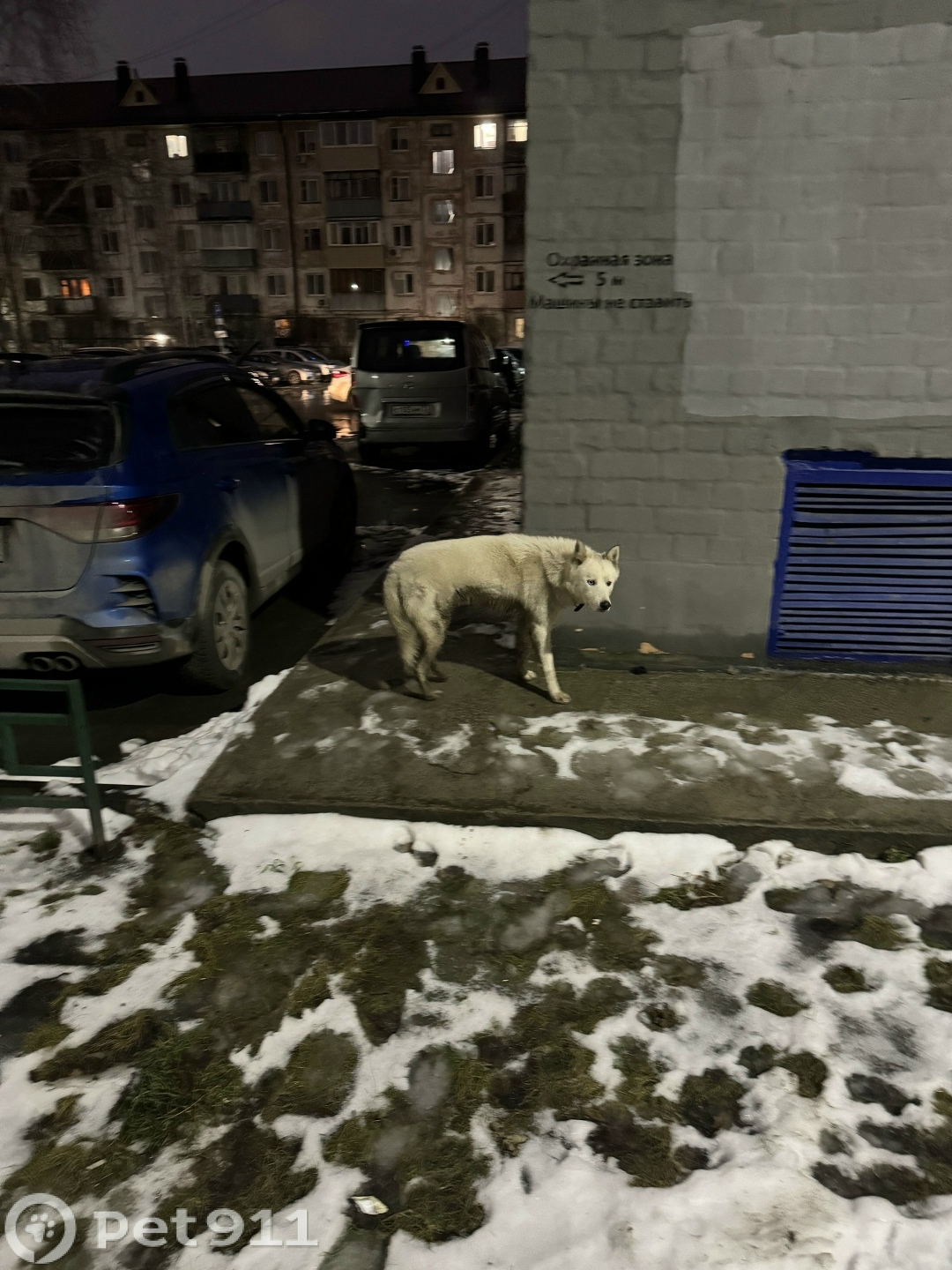 Найдена собака в Тюмени — фото объявления