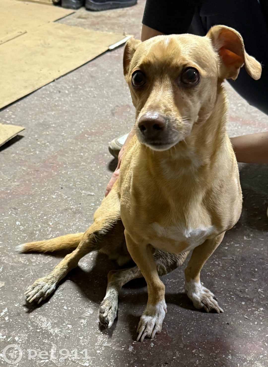 Найдена собака в Тюмени — фото объявления