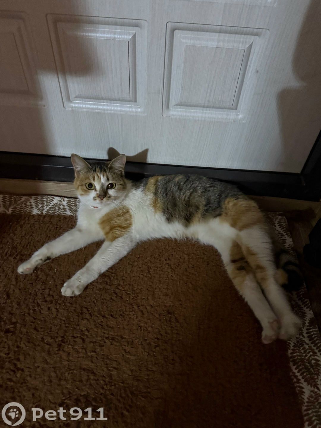 Найдена кошка в Тюмени — фото объявления